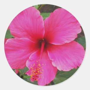 Hibiskus Runder Aufkleber