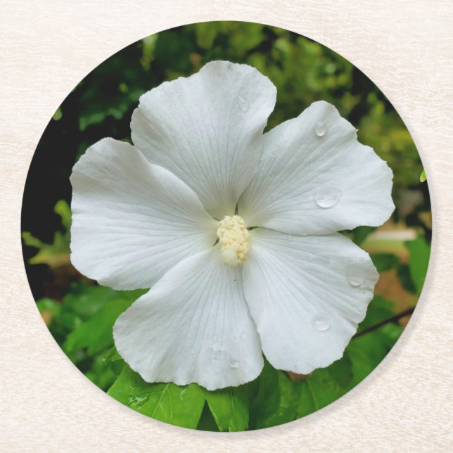 Hibiskus Runder Pappuntersetzer (Vorderseite)