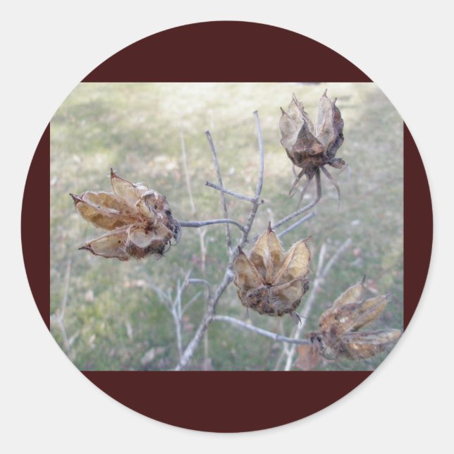 Hibiskus-Saatgut-Stifte Runder Aufkleber (Vorderseite)