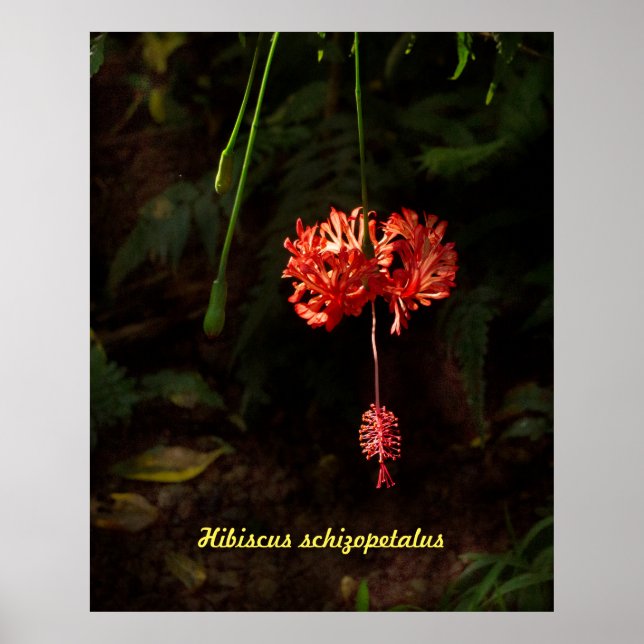 Hibiskus schizopetalus - Japanische Laterne Poster (Vorne)