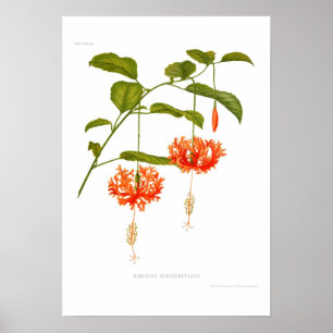 Hibiskus Schizopetalus Poster