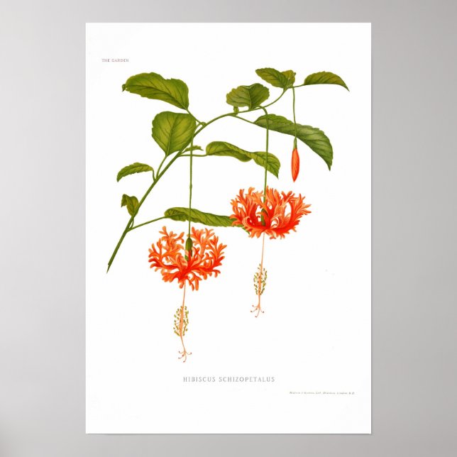 Hibiskus Schizopetalus Poster (Vorne)