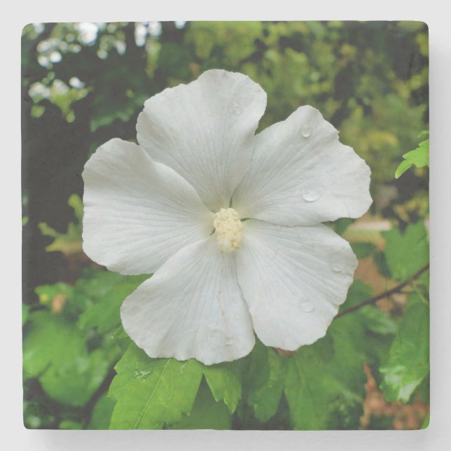 Hibiskus Steinuntersetzer (Vorderseite)