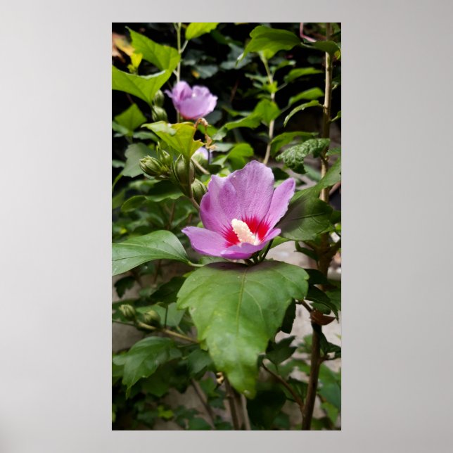 Hibiskus syriacus Aphrodite Shrub , Rose Bloom Poster (Vorne)