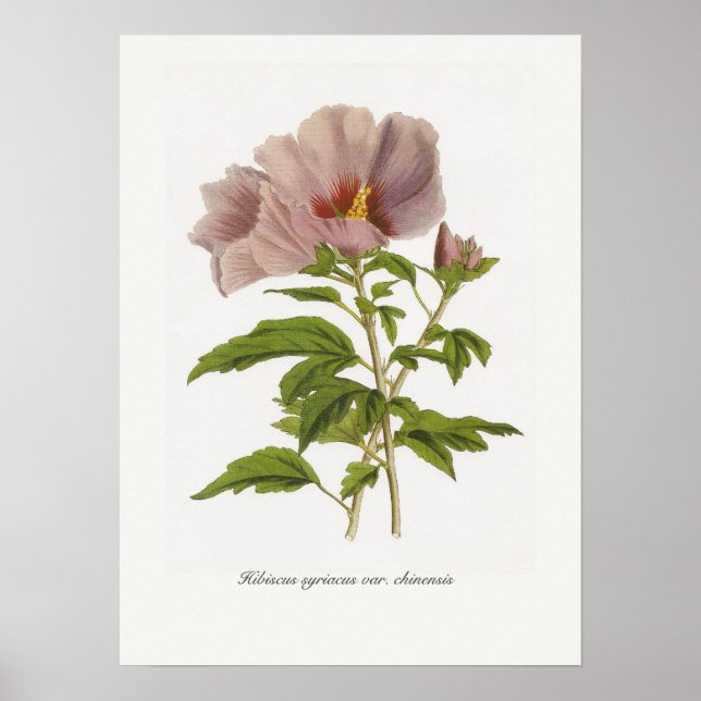 Hibiskus syriacus var. chinensis poster (Vorne)