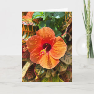 Hibiskus und Croton Karte
