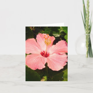 Hibiskus - V Karte