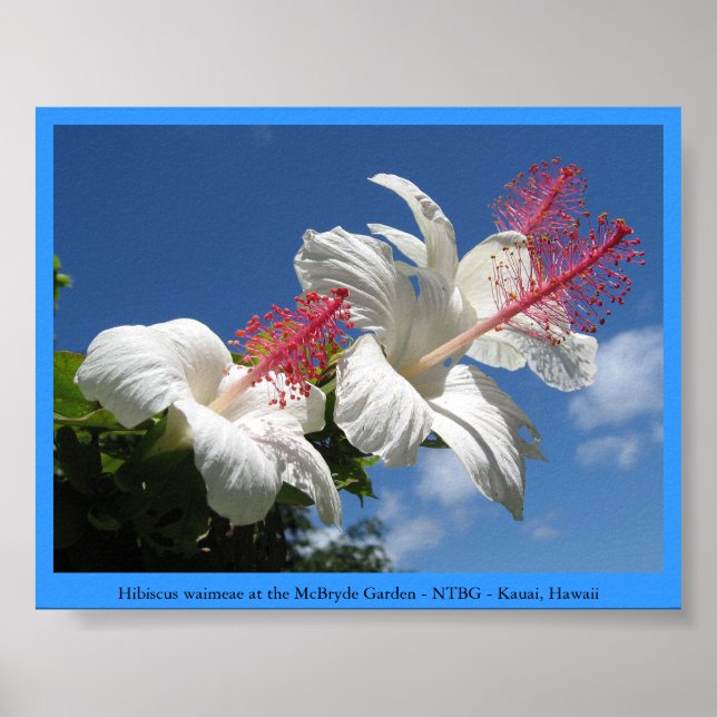 Hibiskus waimeae bei McBryde Garden - NTBG - Kauai Poster (Vorne)