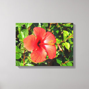 Hibiskusblüte Leinwanddruck
