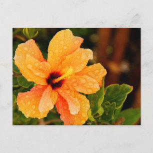Hibiskusblütenfotografie Postkarte