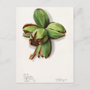 Hickory- (Carya-) Frucht-Aquarellmalerei Postkarte