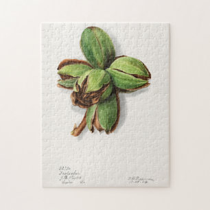 Hickory (Carya) Frucht-Aquarellmalerei Puzzle