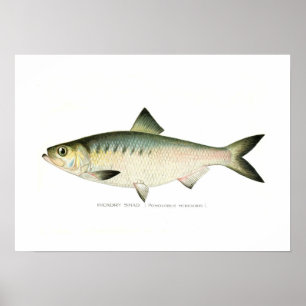 Hickory-Shad Poster