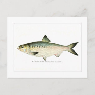 Hickory Shad Postkarte