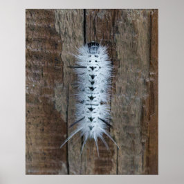 Hickory Tussock Moth Poster