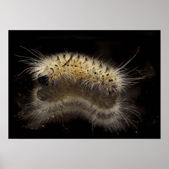 Hickory Tussock Raupe Poster (Vorne)