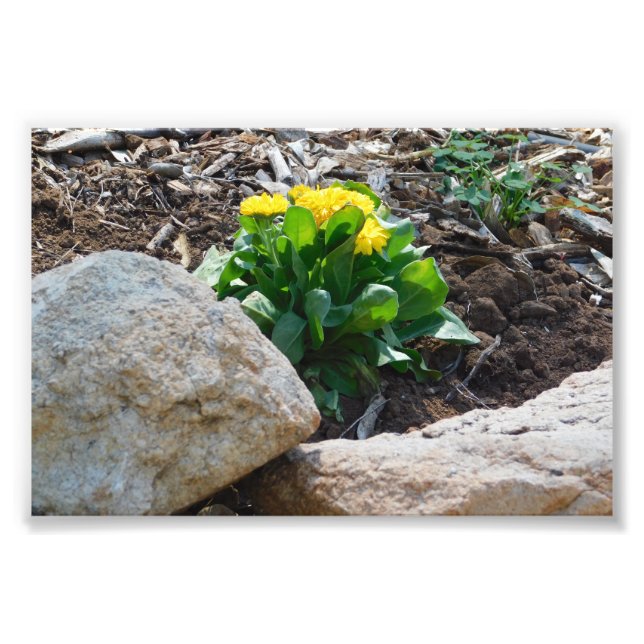 Hidden Beauty Fotodruck (Vorne)