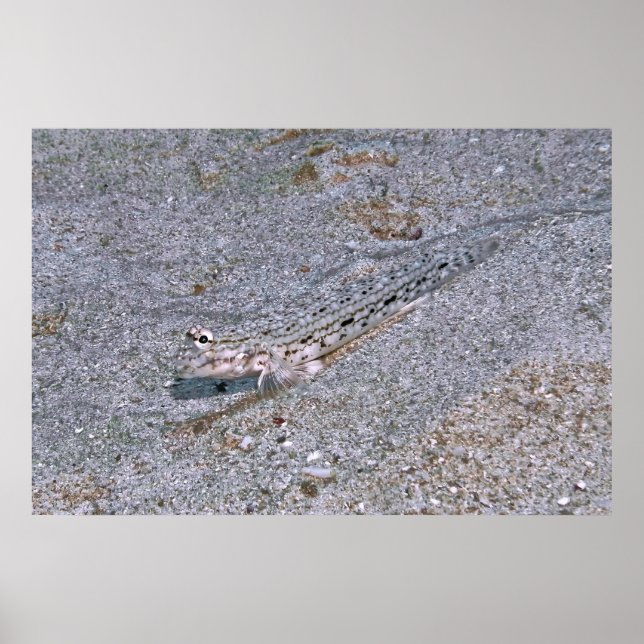 Hidden Dragonete Poster (Vorne)