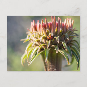Hidden Gem - Echinacea Postkarte