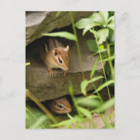Hide & Seek Baby Chipmunk Geschwister