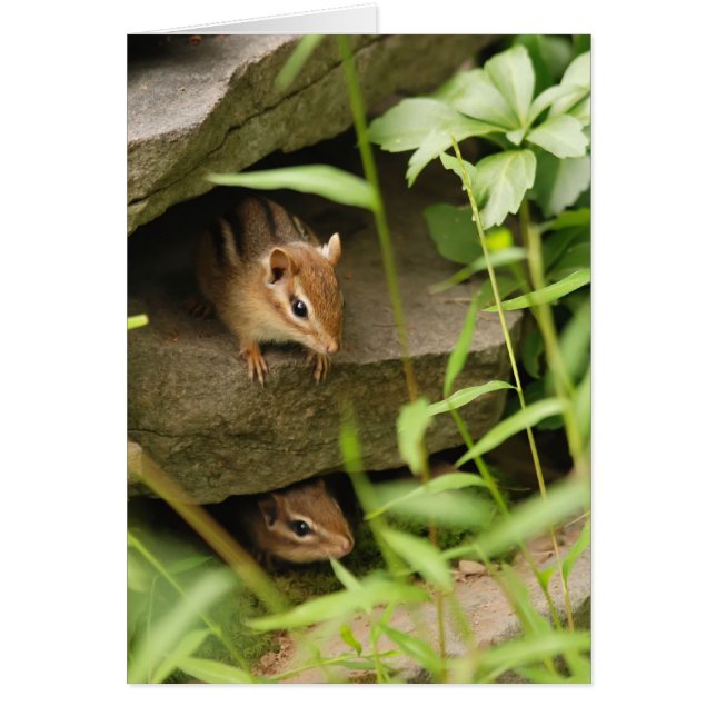 Hide & Seek Baby Chipmunks (Vorne)