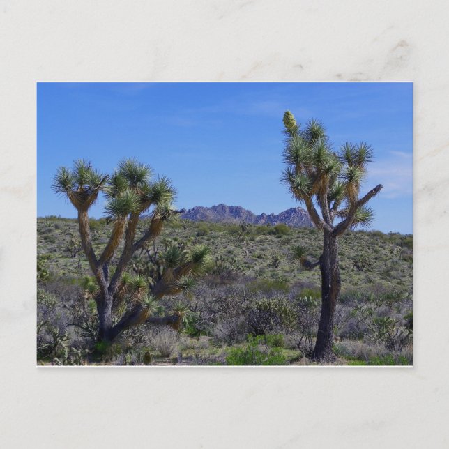 Hier ist Johnny.. Postkarte (Vorderseite)