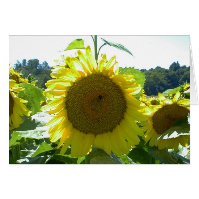 Hier kommt die Sonne - Karte (Vorderseite (Horizontal))