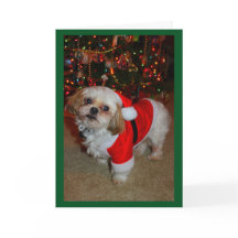 Hier kommt Santa Paws!