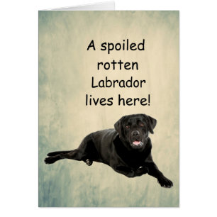 Hier lebt ein verwöhntes Rottenlabor