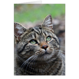 Hier oben nachsehen, weiße Standard-Umschläge inkl