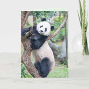 Hier sehen Sie Ihre Panda Grußkarte Karte