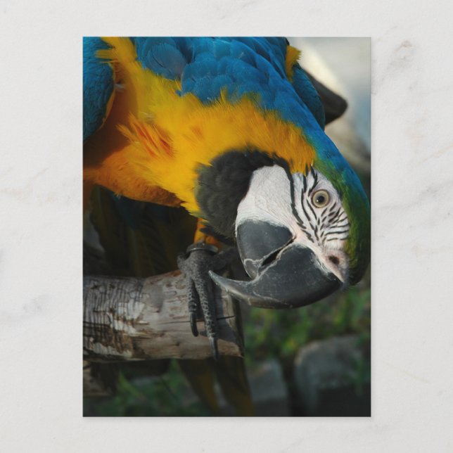 Hier sehen Sie Postkarte (Vorderseite)