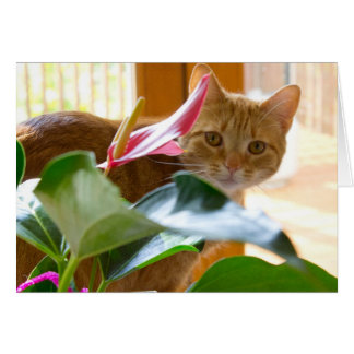 Hier sieht man dich an