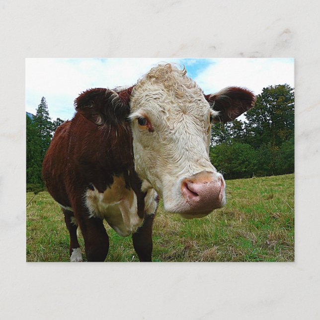 High Def Hereford Postkarte (Vorderseite)