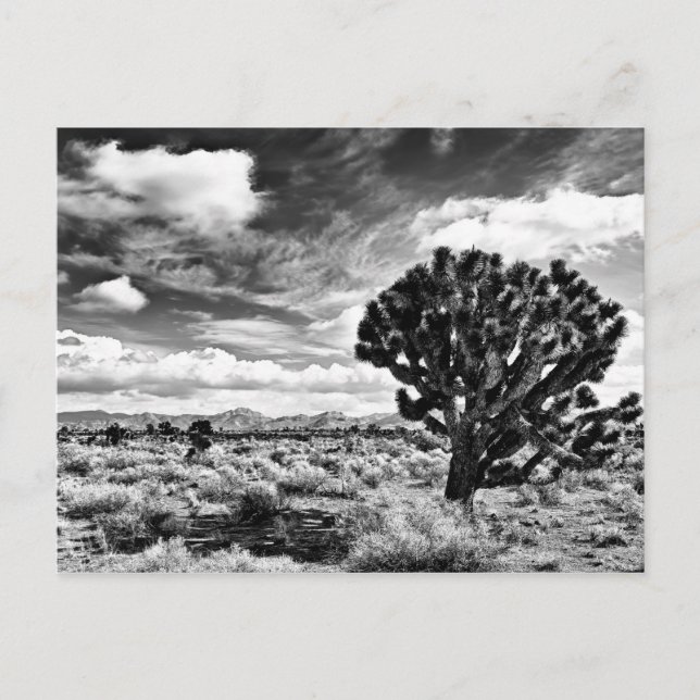 High Noon Postkarte (Vorderseite)