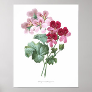 HIGHEST QUALITY Botanical print of Storksbills Poster