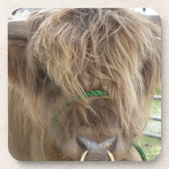 Highland Bull Untersetzer (Vorderseite)
