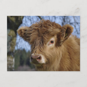 Highland Calf Postcard Postkarte