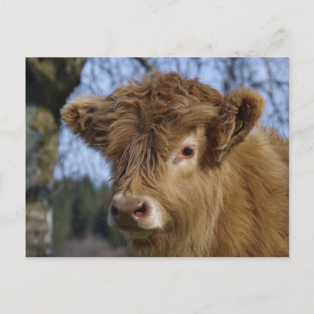 Highland Calf Postcard Postkarte (Vorderseite)
