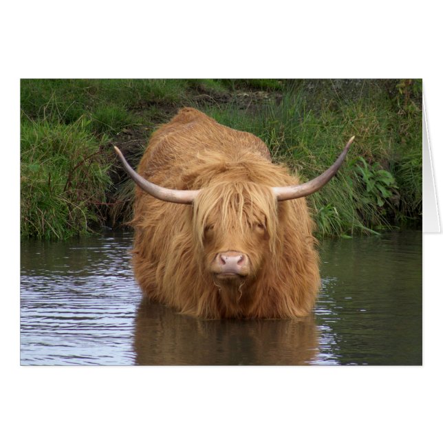 Highland Cattle (Vorderseite (Horizontal))