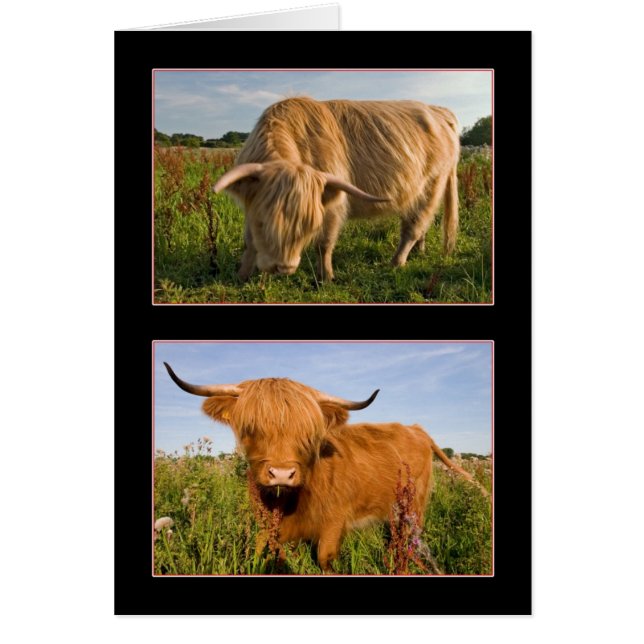 Highland Cattle (Vorne)