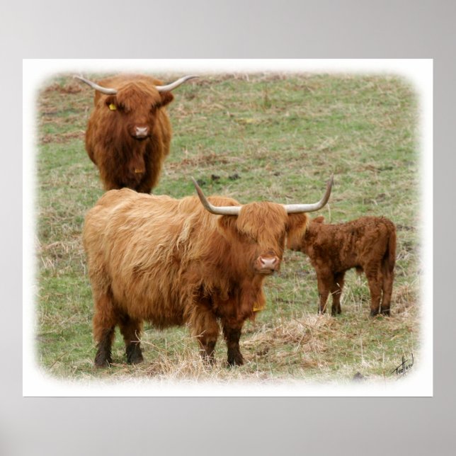 Highland Cattle 9Y316D-017 Poster (Vorne)