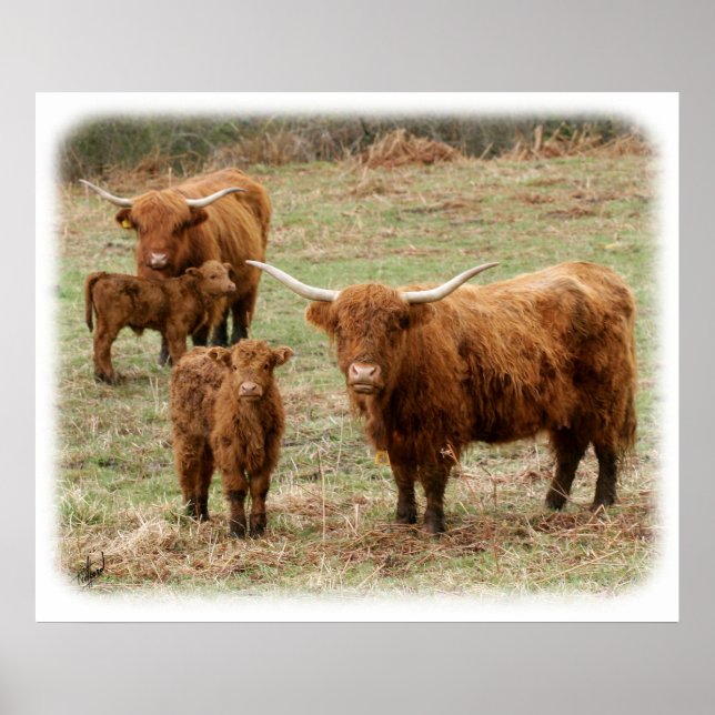 Highland Cattle 9Y316D-055 Poster (Vorne)