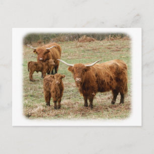 Highland Cattle 9Y316D-055 Postkarte