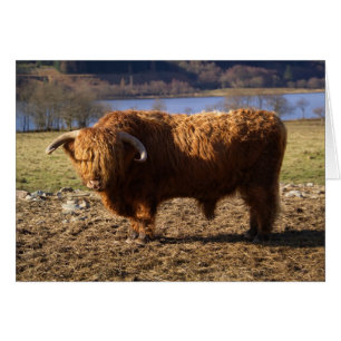 Highland Cattle Bull, Schottland