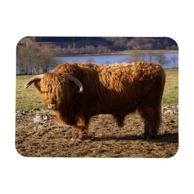Highland Cattle Bull, Schottland Magnet (Horizontal)