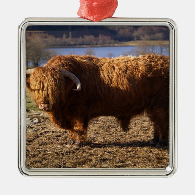 Highland Cattle Bull, Schottland Ornament Aus Metall (Vorne)