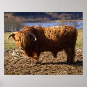 Highland Cattle Bull, Schottland Poster
