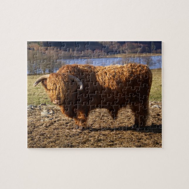 Highland Cattle Bull, Schottland Puzzle (Horizontal)