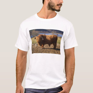 Highland Cattle Bull, Schottland T-Shirt